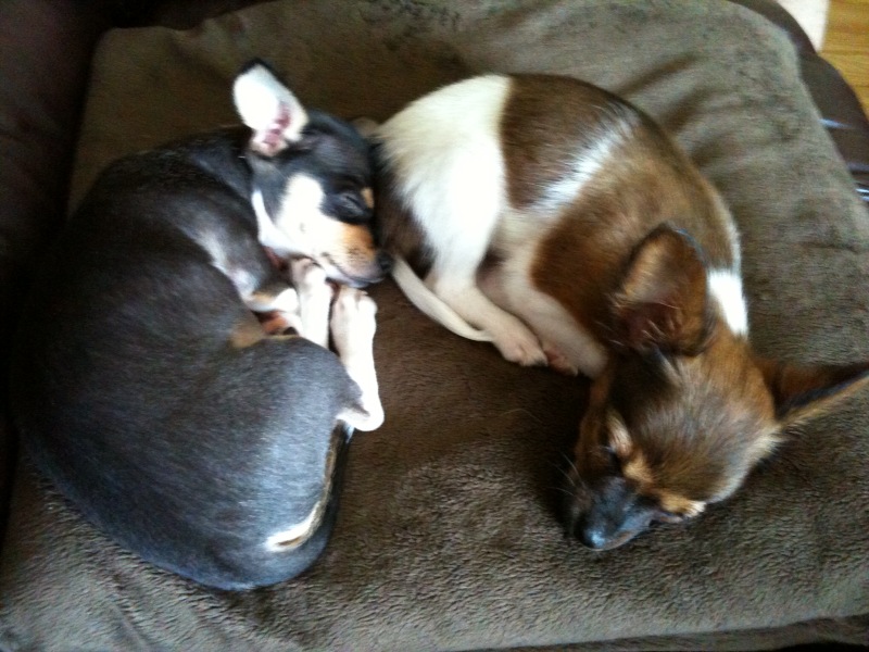 Sleepy Pups